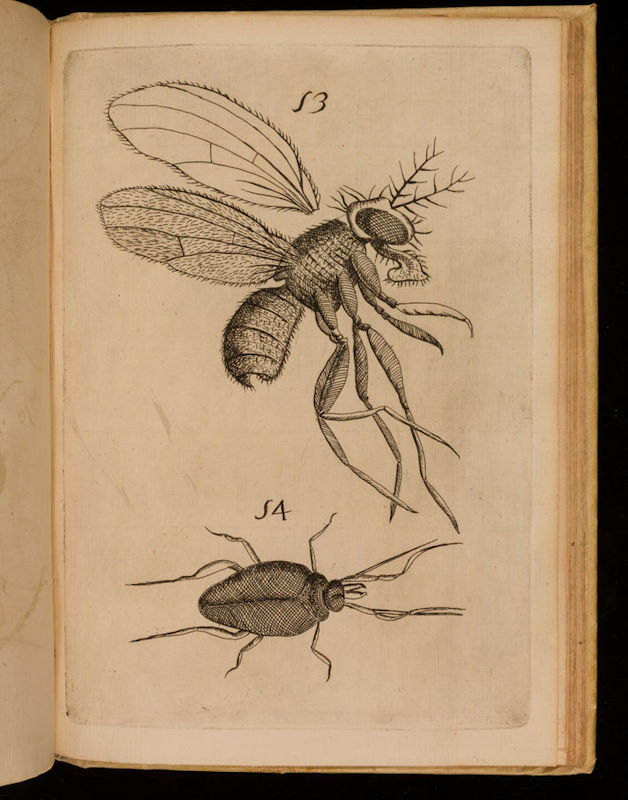 Filippo Buonanni - Micrographia curiosa siue Rerum minutissimarum obseruationes Roma 1703 Filippo Buonanni - Micrographia curiosa siue Rerum minutissimarum obseruationes Roma 1703
