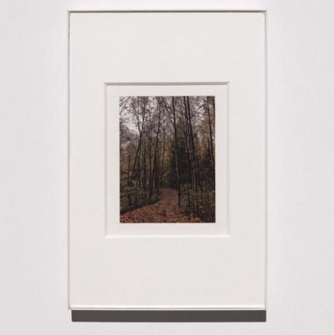 ll bosco sacro, 2018, pastello su cartone, cm 4,9x6,7, foto Andrea Rossetti