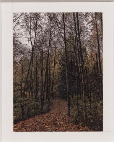 primo piano di ll bosco sacro, 2018, pastello su cartone, cm 4,9x6,7, foto Andrea Rossetti